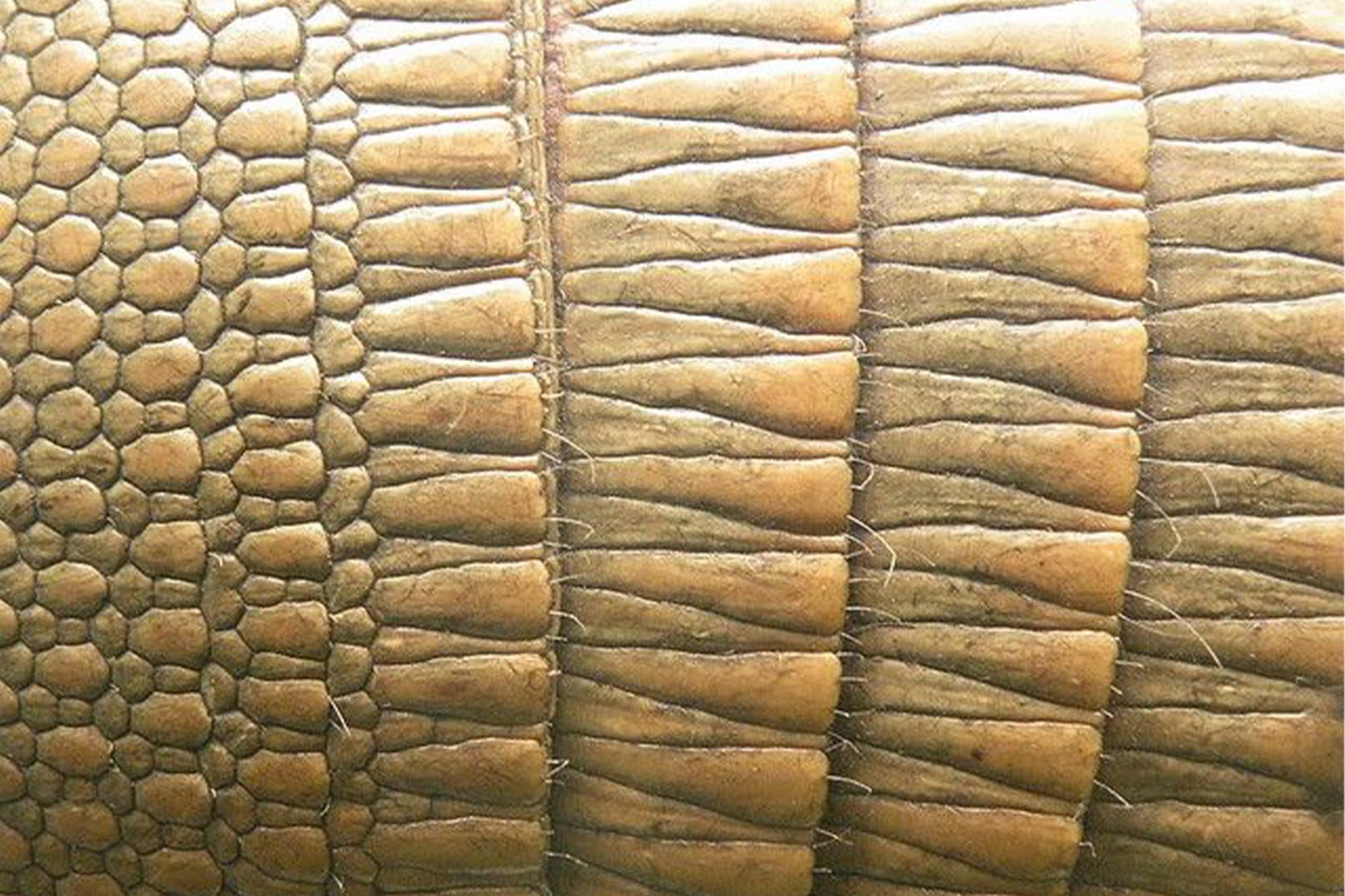 Fresh Food Iconic Pavilion inspiration